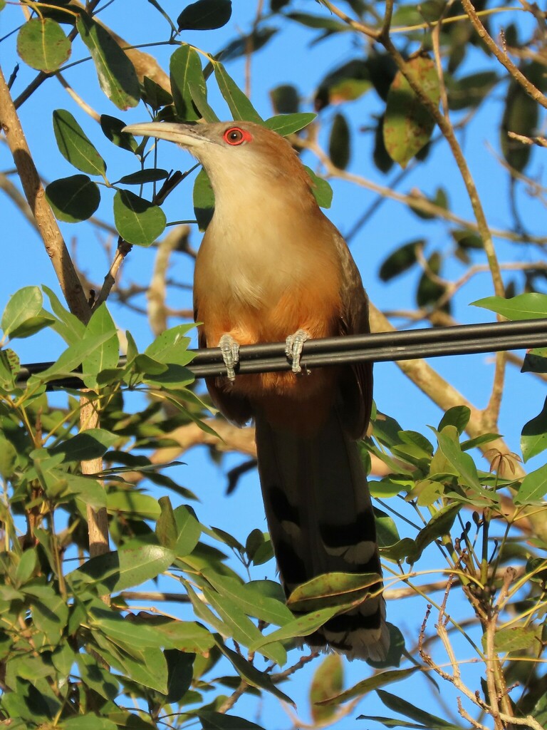 Great Lizard-Cuckoo from Playa Larga, Cuba on February 14, 2023 at 05: ...