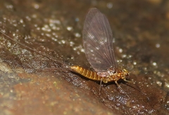 Baetis brunneicolor