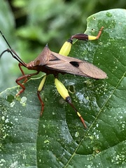 Melucha biolleyi image