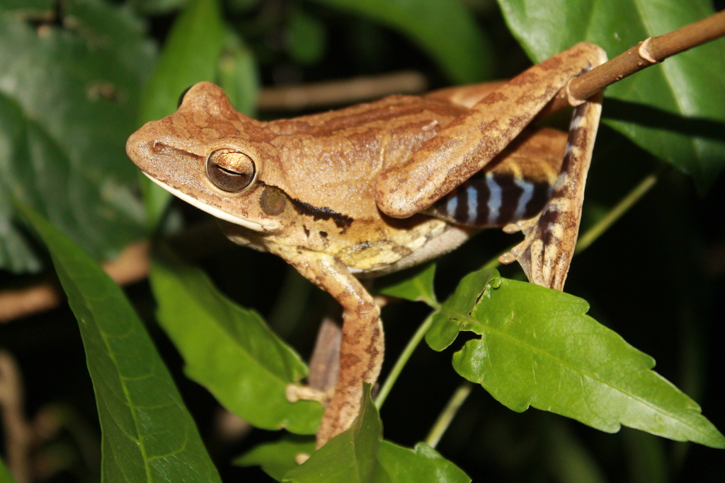 Chaco Treefrog
