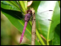 Orthemis macrostigma