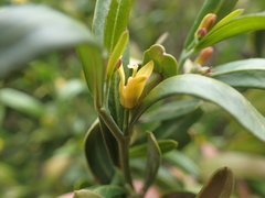 Cneorum tricoccon