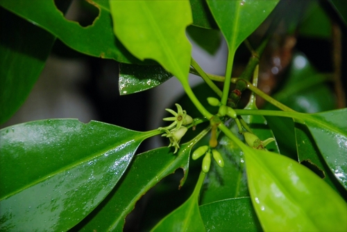 Image of Bruguiera cylindrica by (c) pbsg, some rights reserved (CC BY)