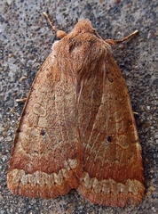 Sericaglaea signata