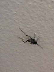 Evania appendigaster