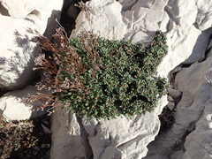 Limonium pseudominutum