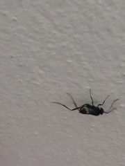Evania appendigaster