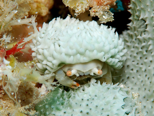 Dromidiopsis in life