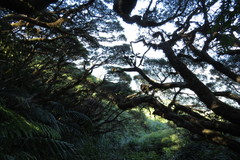 Leptospermum wooroonooran