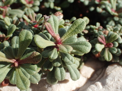 Limonium pseudominutum