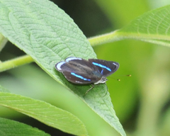 Diaethria clymena