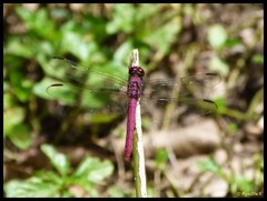 Orthemis macrostigma