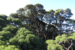 Leptospermum wooroonooran