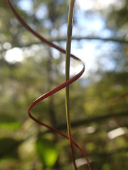 Dracophyllum elegantissimum