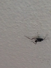 Evania appendigaster