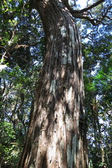 Leptospermum wooroonooran
