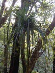 Dracophyllum elegantissimum