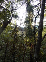 Dracophyllum elegantissimum