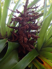 Dracophyllum elegantissimum