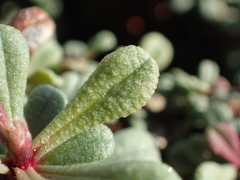 Limonium pseudominutum