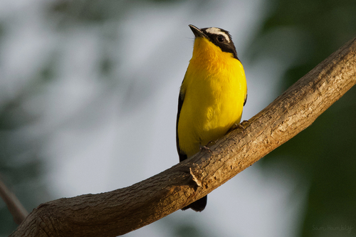 Yellow-rumped Flycatcher
