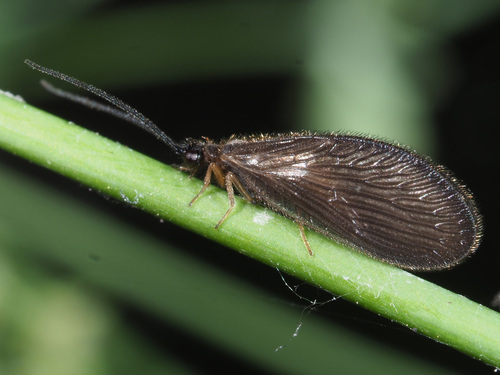 Black Spongillafly, photo 4 of 8