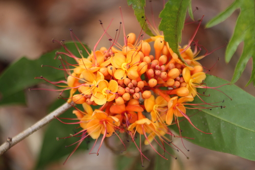 Saraca asoca