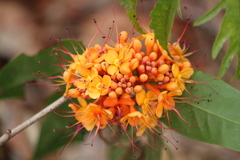 Saraca asoca