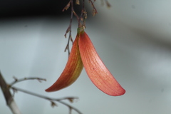 Hopea ponga, photograph author not stated, no rights reserved