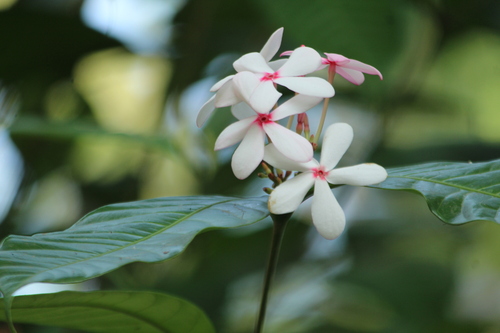 Kopsia fruticosa