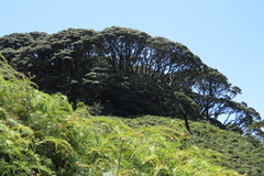 Leptospermum wooroonooran