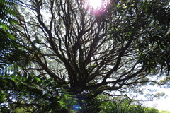 Leptospermum wooroonooran