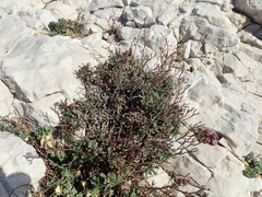 Limonium pseudominutum