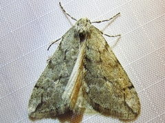 Paleacrita vernata