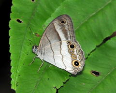Euptychoides laccine