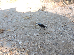 Eleodes eschscholtzii