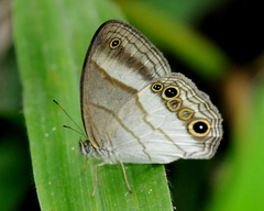 Euptychoides laccine