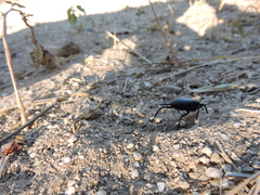 Eleodes eschscholtzii