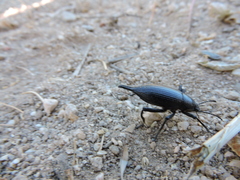 Eleodes eschscholtzii