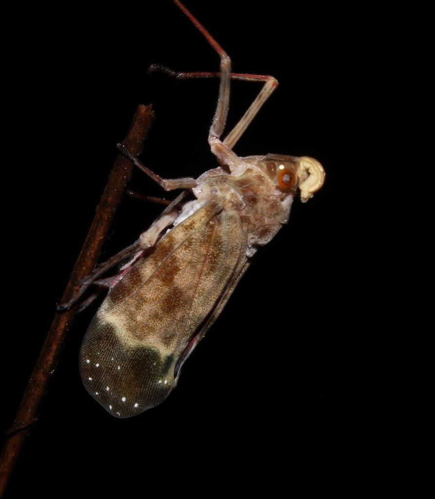 Enchophora lecromi