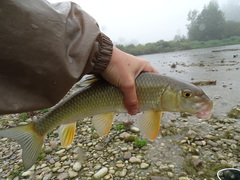 Moxostoma erythrurum