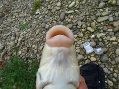 Moxostoma erythrurum