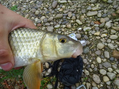 Moxostoma erythrurum