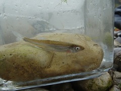 Notropis rubellus