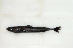 Smalleye Pygmy Shark photo 5