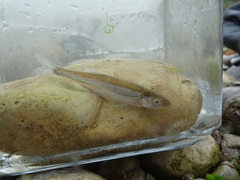 Notropis rubellus