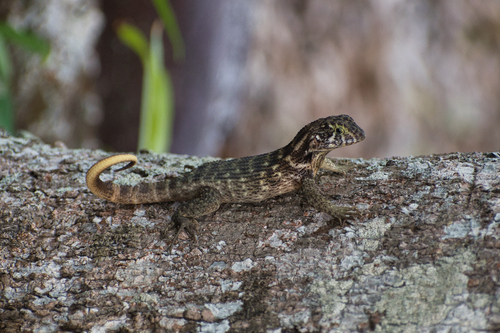 Northern Curly-tailed Lizard