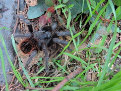 Dugesiella anitahoffmannae