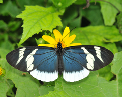 Heliconius eleuchia