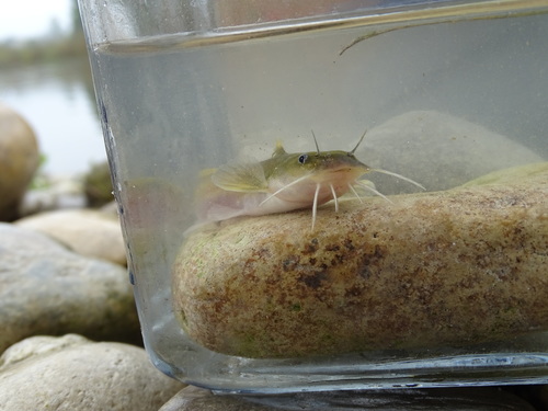 Noturus flavus